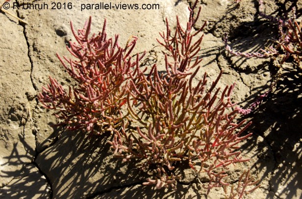 2016 08 18 13;09 R IMG_4509 (2)