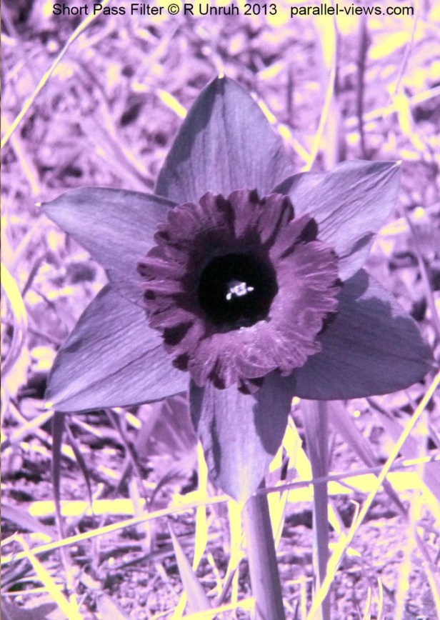 2013 05 04 1313 P1010925 SP