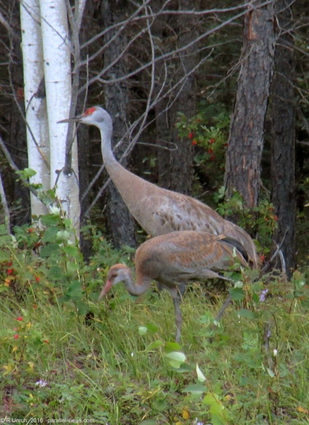 2016 08 17 18;38 R IMG_4463 (Medium)