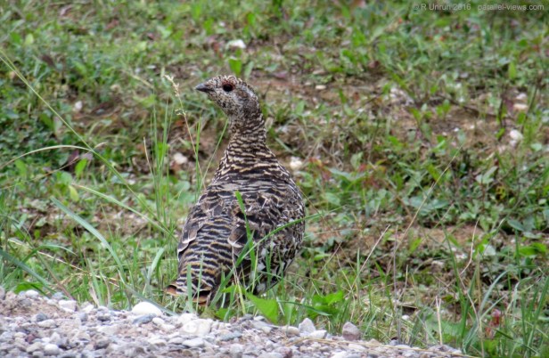 2016 08 19 17;43 R IMG_4719 (Medium)