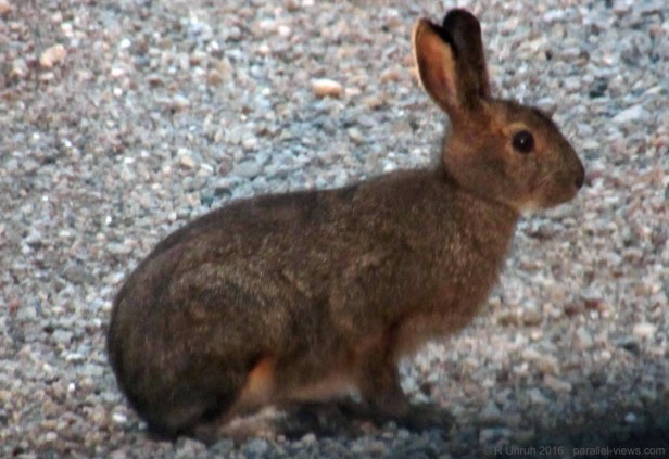 2016 08 19 21;00 R IMG_4782 (Medium)