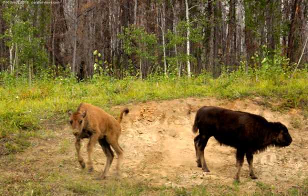 2016 08 20 16;02 FS _MG_3950 (Medium)