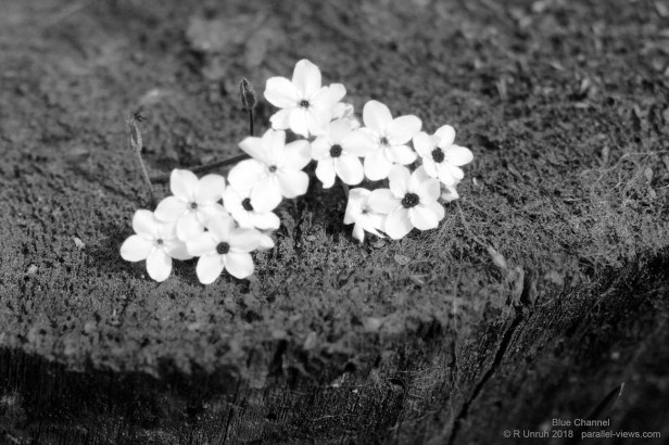 2018 06 03 11;33 B FS _MG_6690