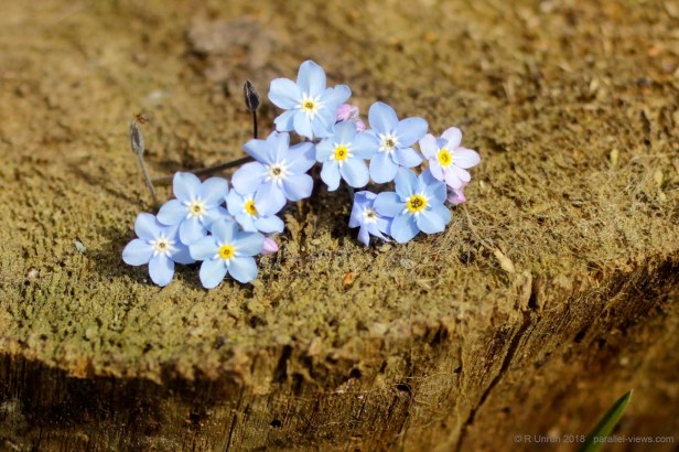 2018 06 03 11;33 FS _MG_6690