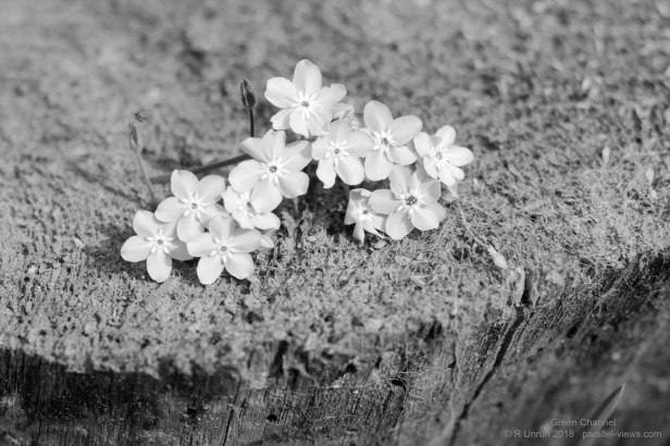 2018 06 03 11;33 G FS _MG_6690