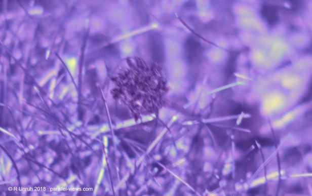 2018 06 12 15;56 _MG_6842