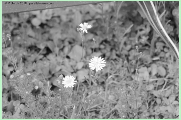 2018 07 11 12;25 _MG_8253 G