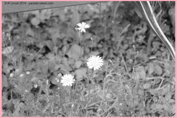 2018 07 11 12;25 _MG_8253 R