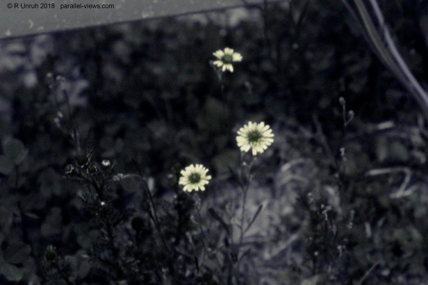 2018 07 11 12;26 _MG_8256