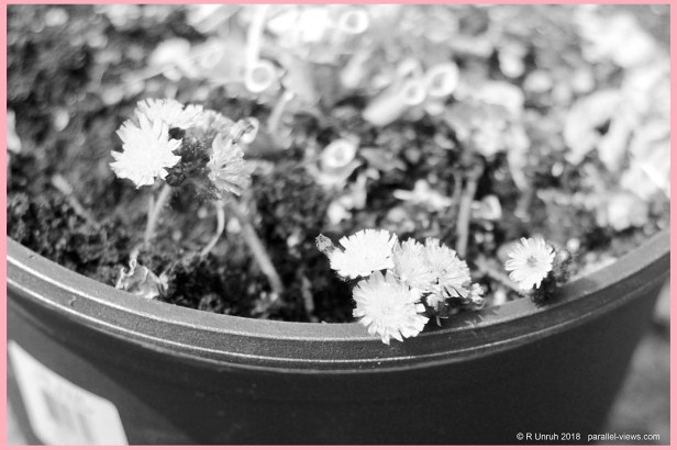 2018 07 26 12;09 _MG_8570 R