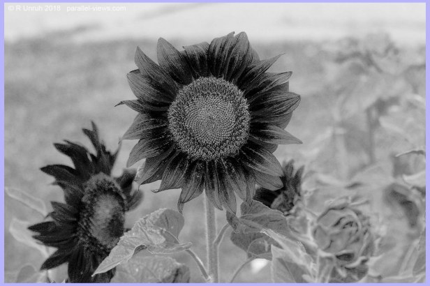 2018 07 27 12;36 _MG_8663 B2