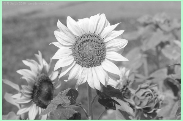 2018 07 27 12;36 _MG_8663 G