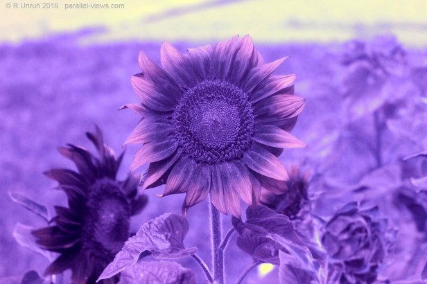 2018 07 27 12;36 _MG_8669