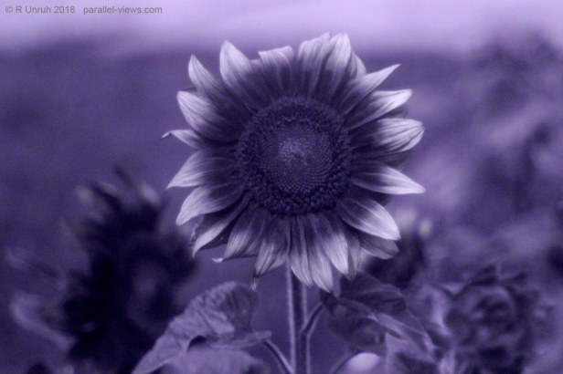 2018 07 27 12;38 _MG_8688