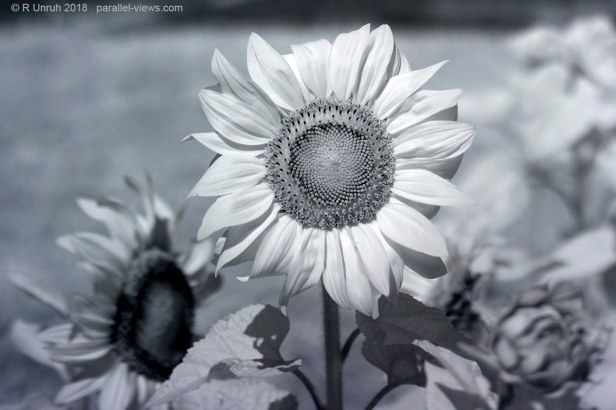 2018 07 27 12;39 _MG_8695