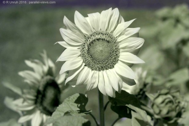 2018 07 27 12;40 _MG_8702