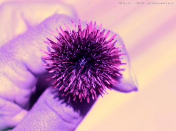 2015 05 01 13;50 _MG_0366