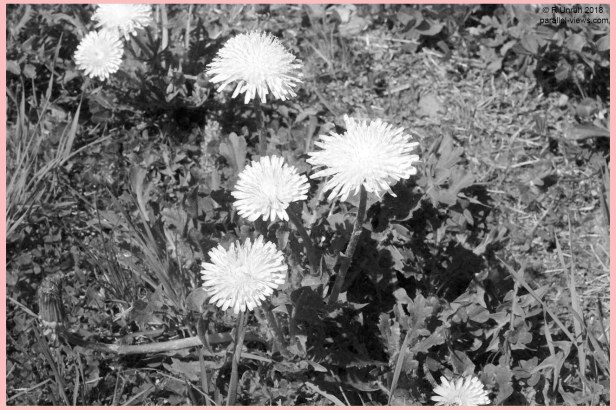 2018 05 23 11;39 _MG_6532 r