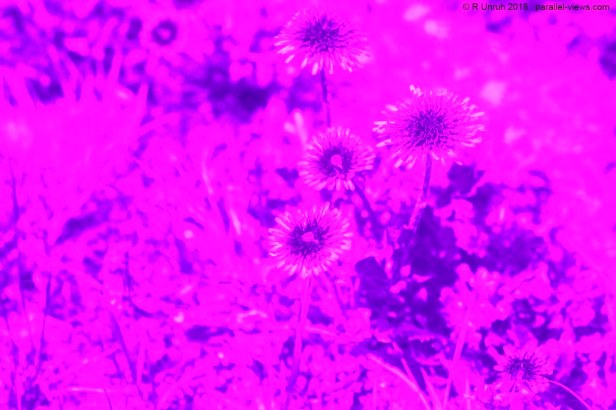 2018 05 23 11;39 _MG_6533